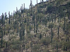 Dense stands of saguaros at the base of Sentinel Peak