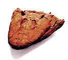 Skull of Tiktaalik, a genus of extinct sarcopterygian (lobe-finned "fish") from the late Devonian period