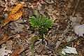 Ground Pine, Dendrolycopodium dendroideum
