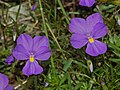 Flowers of Viola Bertolonii