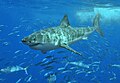 The great white, the largest macropredatory fish, is more endangered than the tiger.