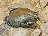 The Colorado River toad (Bufo alvarius) secretes bufotenin and 5-MeO-DMT from its parotoid glands