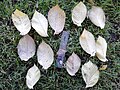Autumn leaves of University College elm