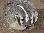 A badger, the state animal of Wisconsin
