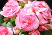 Close-up of a pink-flowered cultivar