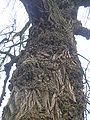 A rare Black Poplar tree, showing the bark and burls.