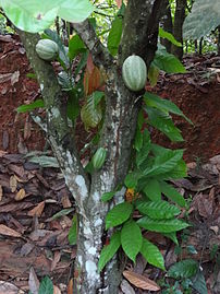 Young cacao trees, Côte d'Ivoire
