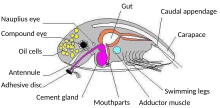 Cypris anatomy