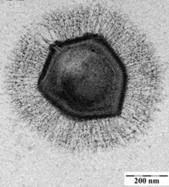 The giant mimivirus
