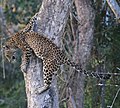 Indischer Leopard (Panthera pardus fusca)