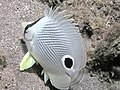 Image 31The foureye butterflyfish has a false eyespot on its sides, which can confuse prey and predators (from Coastal fish)