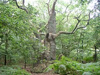 An ancient oak tree on Vilm