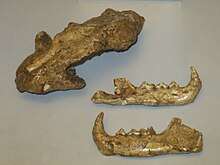 Fossils of the Issoire lynx