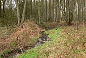 Der Bach Heidbeek im geschützten Feuchtbiotop