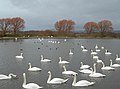Mute swans with orange bills and whooper swans with yellow bills