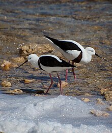 Two brown and white birds wading in shallow water