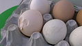 Thin-shelled egg