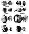 Comparison of North American Carya nuts