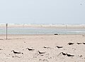 Black skimmer Rynchops niger nesting site near Cape Lookout Point at southern tip of Core Banks