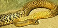 Image 30The world's most venomous snake, based on LD50, is the inland taipan of Australia. (from Venomous snake)