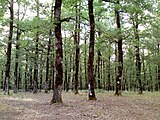 The Foloi oak forest in Greece is a Natura 2000 site.