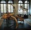 Mammutskelett im Kantonalen Geologiemuseum