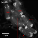 Synechococcus calci­polaris G9, eine Woche gewachsen in BG-11. HAADF-STEM-Auf­nahme von sieben Zellen.[A. 2] Ausschnitt: