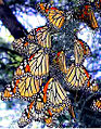 Monarch butterflies (Danaus plexippus) roosting in the fall on their migration south to Mexico[7]