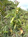 Nepenthes am Naturstandort auf Neuguinea