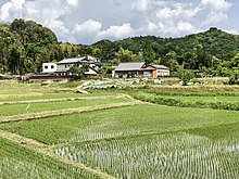 Paddy field in Iwanaka Town