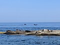 Orcas and Seals at Dionisio Provincial Park