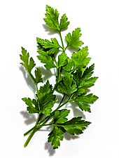 A small leafy green plant photographed against a white background