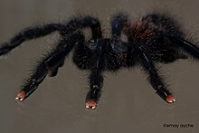 "Pink Toes" of A. avicularia juvenile