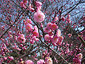 Rosa Blüten von Prunus mume im Kaiserpalast in Kyōto