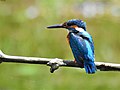 Kingfisher attraction
