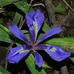 Short-stem iris (Iris brevicaulis) Polk County