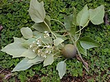 Lichtnussbaum (Aleurites moluccanus), Zweige mit Blättern, Blütenstand und Frucht