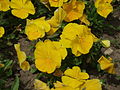 Yellow pansies