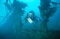 Submerged wrecks create artificial reef habitat