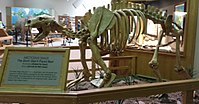 Fossil skeleton of Arctodus simus, a large species of "short-faced" bear that was one of North America's largest predators during the Pleistocene