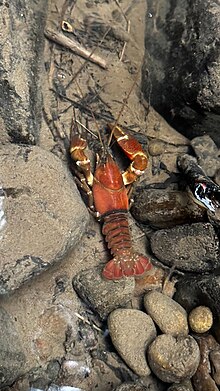 Top-down view of an orangish-red crayfish sitting in shallow water on a bed of rocks.