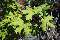 Mature summer leaves in August