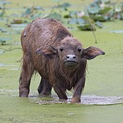 Bubalus bubalis (water buffalo) calf, looking at the viewer, the feet in a pond, in Don Det.
