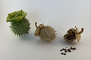 Datura innoxia ripe fruit, dried fruit and seeds