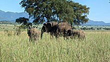 Elephants in Kidepo Valley National Park in Uganda