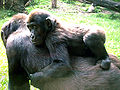 Gorillababy auf dem Rücken der Mutter, Gorilla baby on mothers back
