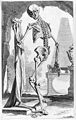 Illustration des menschlichen Skeletts