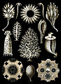 Image 1 Calcareous sponge Image credit: Ernst Haeckel Plate 5 from Ernst Haeckel's Kunstformen der Natur, showing a variety of calcareous sponges, a class of about 400 marine sponges that are found mostly in shallow tropical waters worldwide. Calcareous sponges vary from radially symmetrical vase-shaped body types to colonies made up of a meshwork of thin tubes, or irregular massive forms. The skeleton has either a mesh or honeycomb structure. More selected pictures