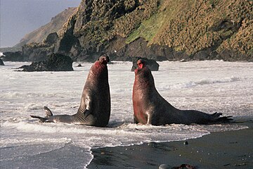 Dominant southern elephant seal bulls fighting at Macquarie Island