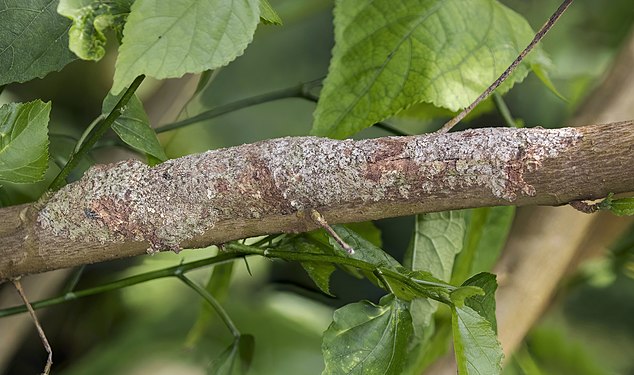Mossy leaf-tailed gecko (Uroplatus sikorae) Montagne d'Ambre, Madagascar; number one of a series of two showing the camouflage disguise using the dermal flap (created by and nominated by Charlesjsharp)